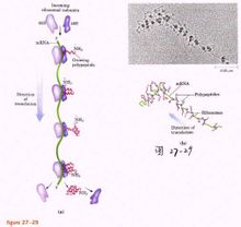 Subunit ribosom