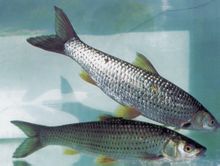 Squaliobarbus