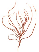 Gracilaria Mentah