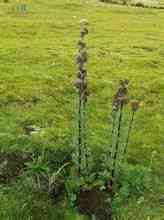 Aconitum daun pendulum