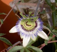 Passifloraceae