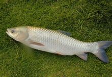 Rumput ikan mas