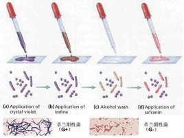 Gram stain