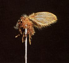 Demam Sandfly