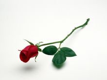 Stem duri