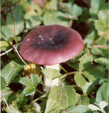 Black mushroom ungu