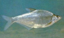 Changchun bream