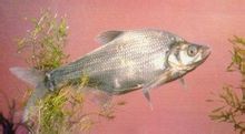 Bream tubuh panjang