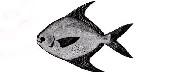 Butterfish