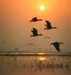 East Dongting Lake National Nature Reserve