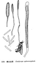 Bee kepala Cordyceps