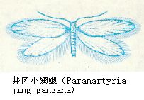 Ngengat bersayap Kecil