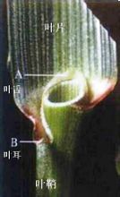 Auricles
