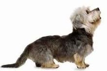Kaki pendek Terrier tubuh panjang