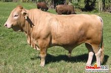 Sapi Pifer Lou