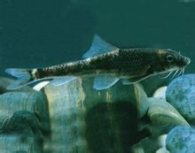 Tubuh pendek Loach 鮀