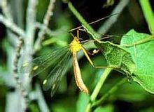 Scorpionflies nyamuk Cabang