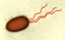 Escherichia coli
