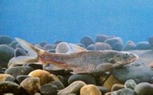 Nude Loach 鮀