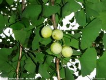 Buah Ginkgo