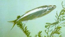 Ikan mengambang perak