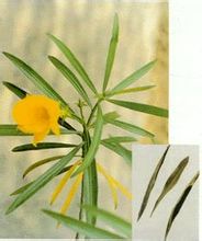 Daun oleander kuning