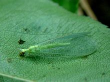 Lacewing Cabang