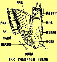 Ligamen cekung