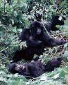 Taman Nasional Virunga