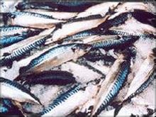 Ikan kembung