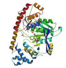 Alanine aminotransferase