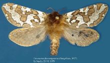 Hepialidae superfamili