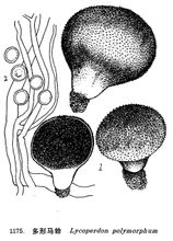 Puffball polimorfosa