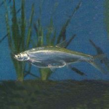 Seperti ikan hiu