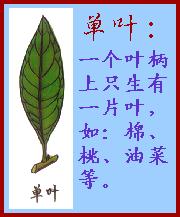 Daun sederhana