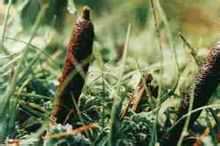Ergot