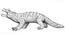 Monotremes