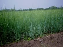 Padang rumput