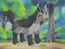Anjing rambut hitam