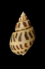 Areolata
