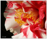 Camellia Fu