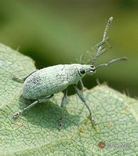 Hijau skala Kumbang