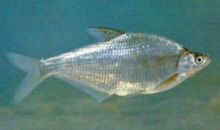 Bream