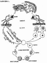 Melawan malaria
