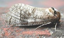 Holcocerus superfamili