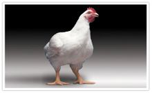 Broiler: ayam dipelihara untuk produksi daging