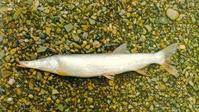 Sea bream
