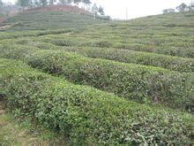 Kwetiau Desa: Desa, Kwetiau Kota Zona Wing, Provinsi Jiangsu, Lishui