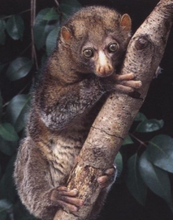 Koala Monyet
