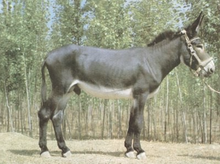 Guangling keledai